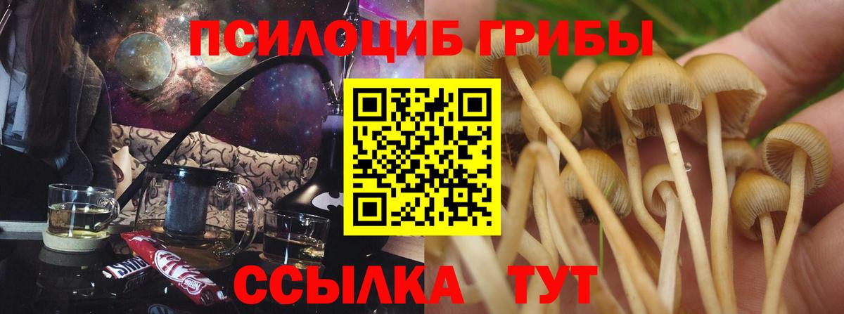 Псилоцибиновые грибы Psilocybe Тула
